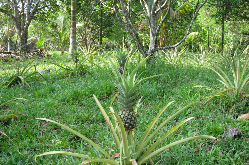 Thailand, Kanchanaburi, Excursion on the River Kwai